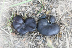 Enterolobium contortisiliquum